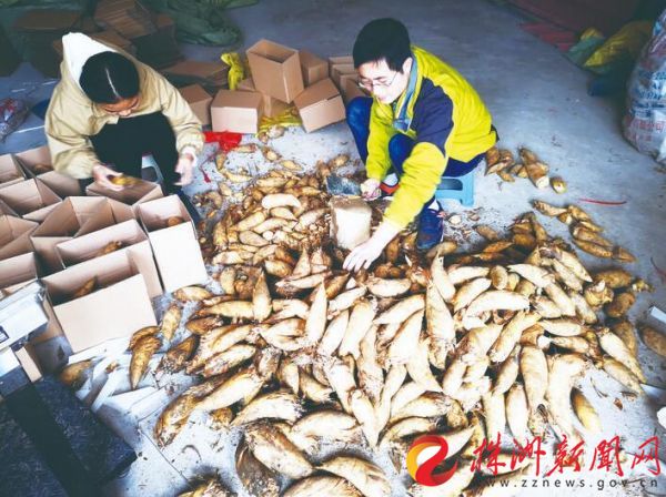 电商人采选冬笋。 受访者 供图