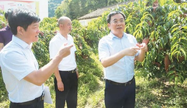 黄诗燕（右一）在中村瑶族乡调研黄桃产业。 炎陵县委宣传部 供图