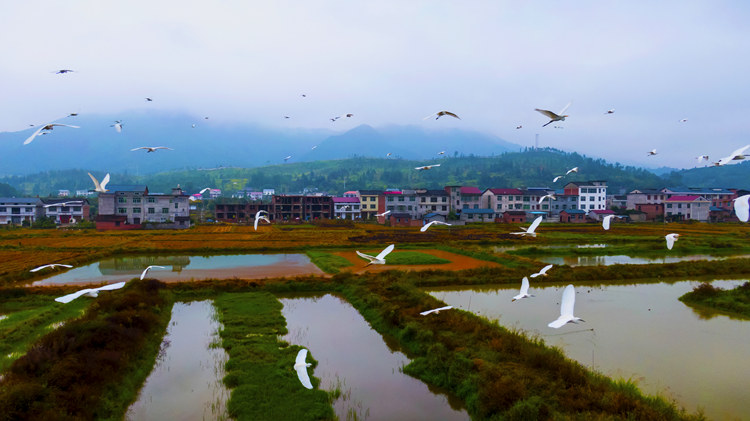 “千年鸟道”迎来候鸟群飞。张友辉摄