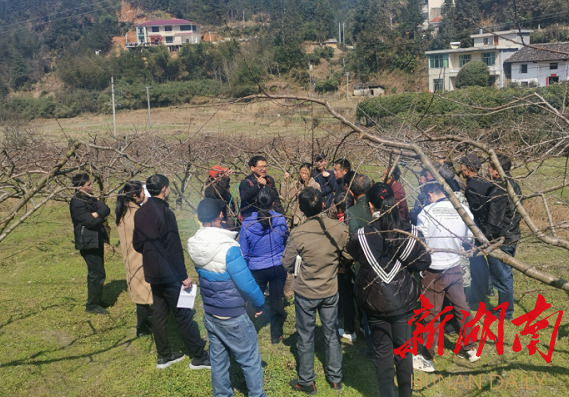 炎陵：人勤春来早 桃花待日开