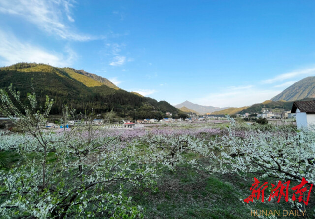 株洲·周末去哪儿 | 炎陵县下村乡：魅力仲春 花香怡人