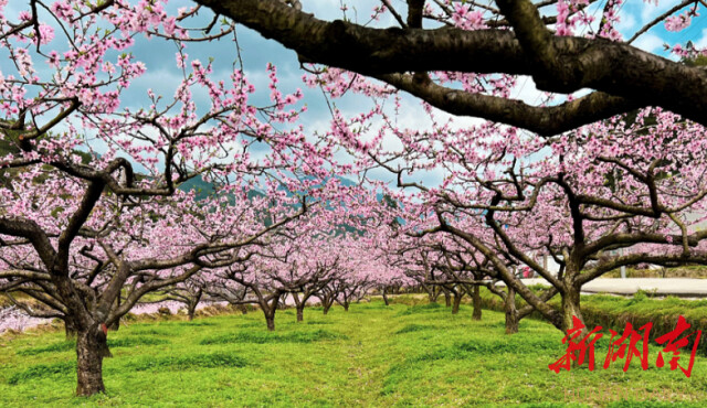 株洲·周末去哪儿 | 炎陵县下村乡：魅力仲春 花香怡人