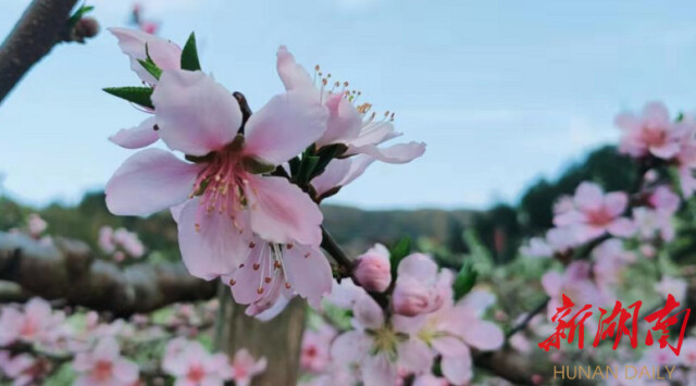 株洲·周末去哪儿 | 炎陵县下村乡：魅力仲春 花香怡人