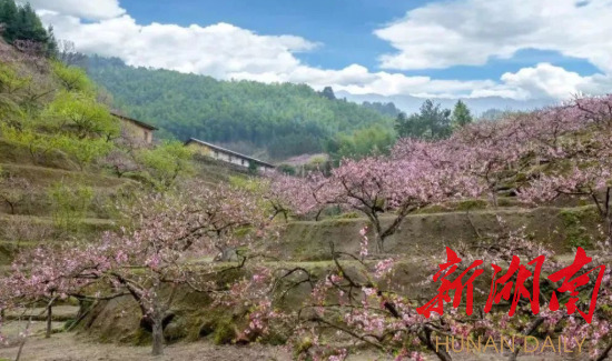 桃乡花海“抖”起来——2022中国·炎陵线上桃花旅游节3月23日启动