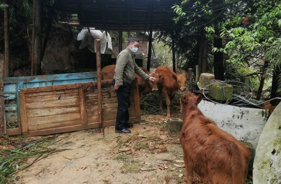 炎陵：严防输入，乡村干部当起“放牛郎”