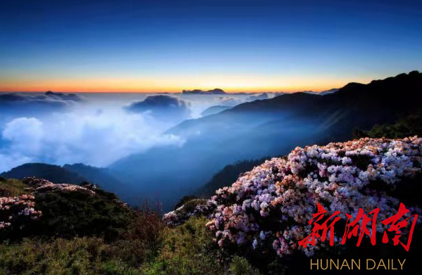 湖南日报 | 人间四月天 云上赏杜鹃  炎陵举办线上云锦杜鹃花节