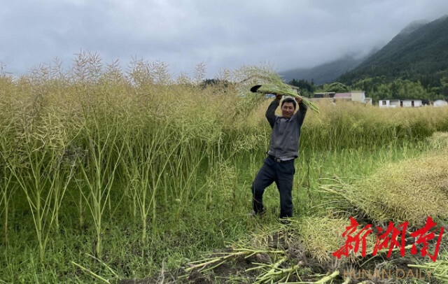 炎陵3万多亩油菜喜获丰收