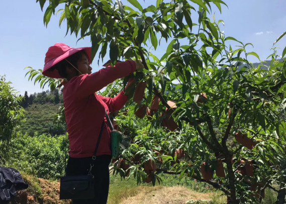 炎陵县：黄桃“初长成” 果农套袋忙