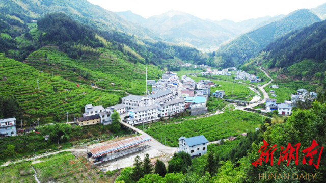 大道向前·湘村新时代丨株洲平乐村：黄桃压枝头 村民乐心头