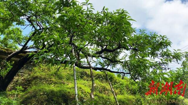 大道向前·湘村新时代丨株洲平乐村：黄桃压枝头 村民乐心头
