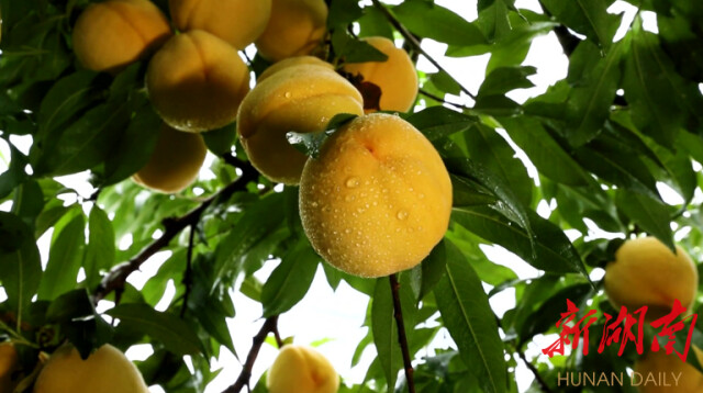 大道向前·湘村新时代丨株洲平乐村：黄桃压枝头 村民乐心头