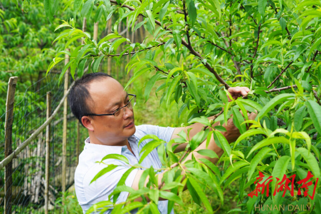 大道向前·湘村新时代丨株洲平乐村：黄桃压枝头 村民乐心头