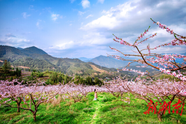 大道向前·湘村新时代丨株洲平乐村：黄桃压枝头 村民乐心头