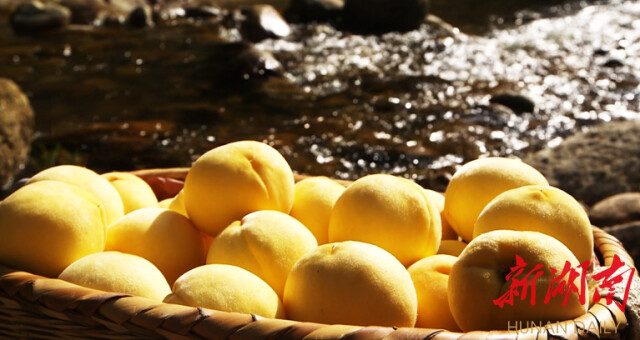 大道向前·湘村新时代丨株洲平乐村：黄桃压枝头 村民乐心头