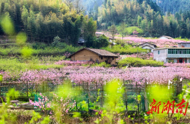 大道向前·湘村新时代丨株洲平乐村：黄桃压枝头 村民乐心头