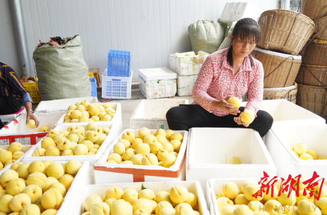 大道向前·湘村新时代丨株洲平乐村：黄桃压枝头 村民乐心头