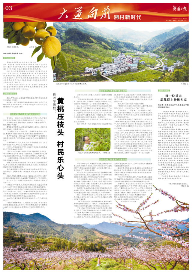 大道向前·湘村新时代丨株洲平乐村：黄桃压枝头 村民乐心头