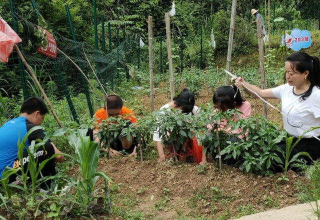 株洲炎陵:学生“种植忙”实践收获多