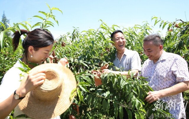 炎陵黄桃 丰收在望