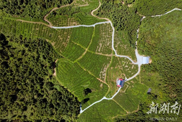 炎陵黄桃 丰收在望