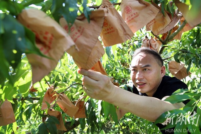 炎陵黄桃 丰收在望