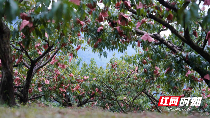 4_副本.png 4_副本.png