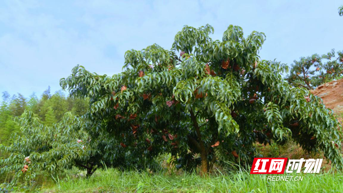 8_副本.png 8_副本.png