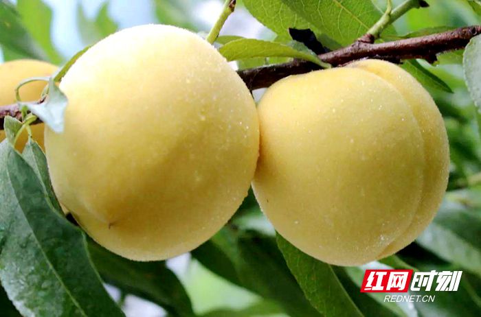 炎陵黄桃_副本.jpg 炎陵黄桃_副本.jpg
