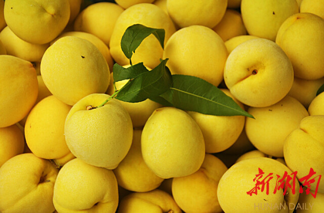 好山好水孕育果中上品——炎陵与黄桃的“双向奔赴”