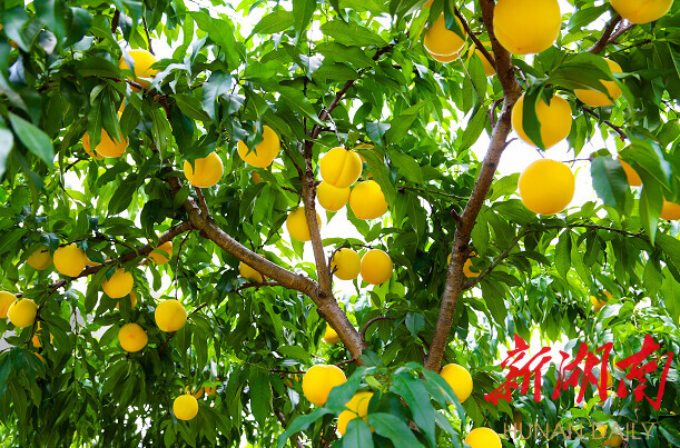 好山好水孕育果中上品——炎陵与黄桃的“双向奔赴”