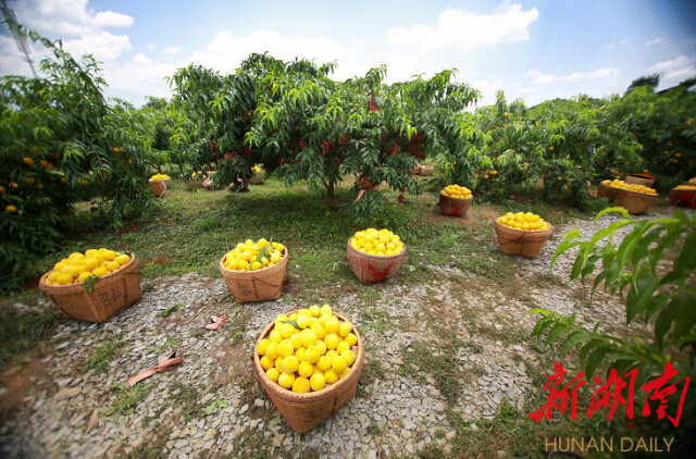 好山好水孕育果中上品——炎陵与黄桃的“双向奔赴”