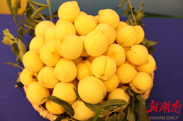 炎陵黄桃“甜蜜”来袭!今年炎陵黄桃预计产量7.8万吨,比去年增加20%