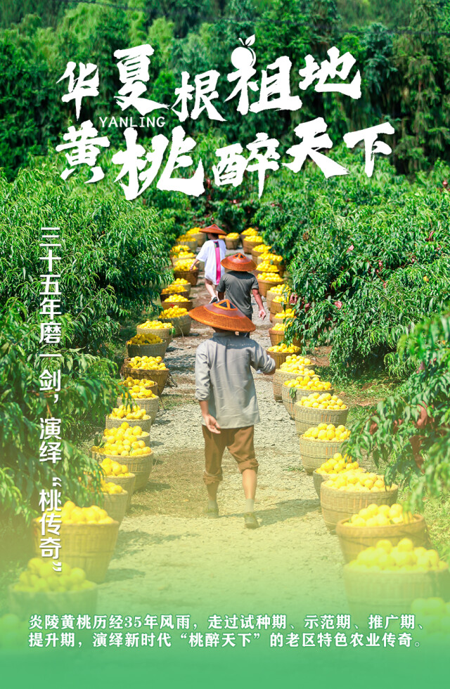 海报 | 华夏根祖地 黄桃醉天下