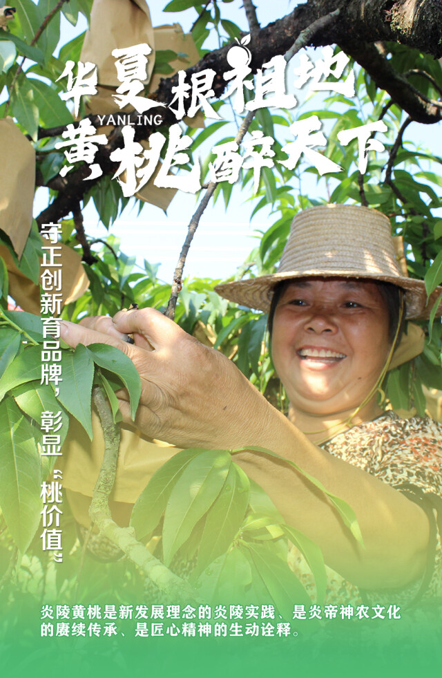 海报 | 华夏根祖地 黄桃醉天下