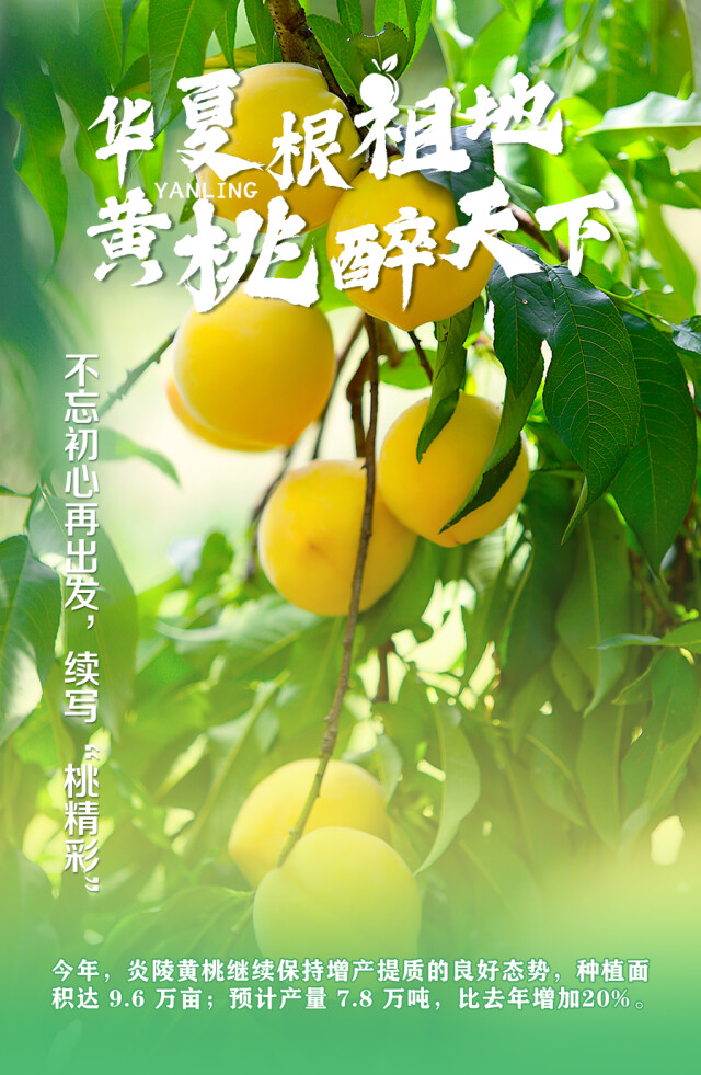 海报 | 华夏根祖地 黄桃醉天下