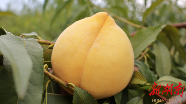 更甜的炎陵黄桃来了 高海拔区域黄桃陆续开园上市