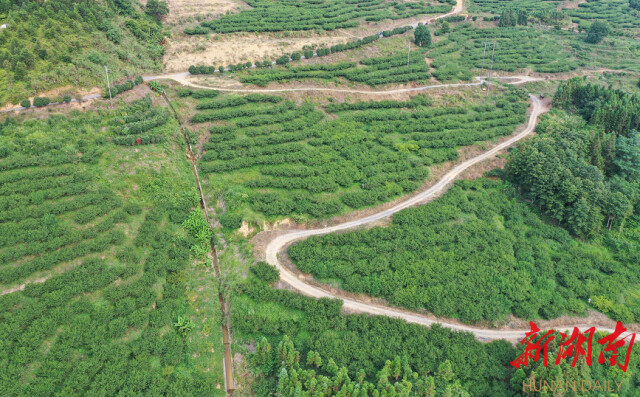 更甜的炎陵黄桃来了 高海拔区域黄桃陆续开园上市