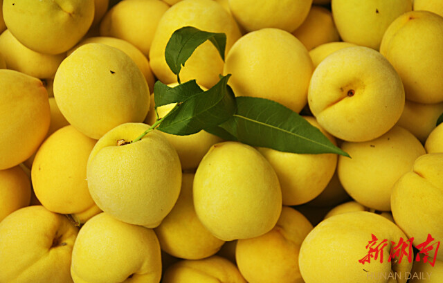 炎陵黄桃成抖音带货主播“新宠” 累计销售炎陵黄桃超100万公斤