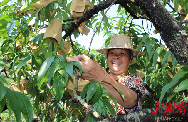炎陵黄桃成抖音带货主播“新宠” 累计销售炎陵黄桃超100万公斤