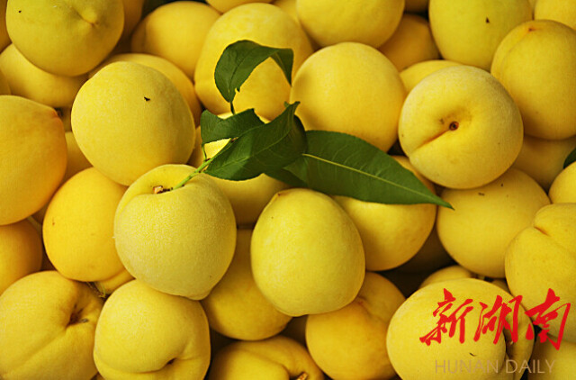 “不是所有的黄桃，都叫炎陵黄桃”——解读炎陵黄桃品牌崛起“密码”