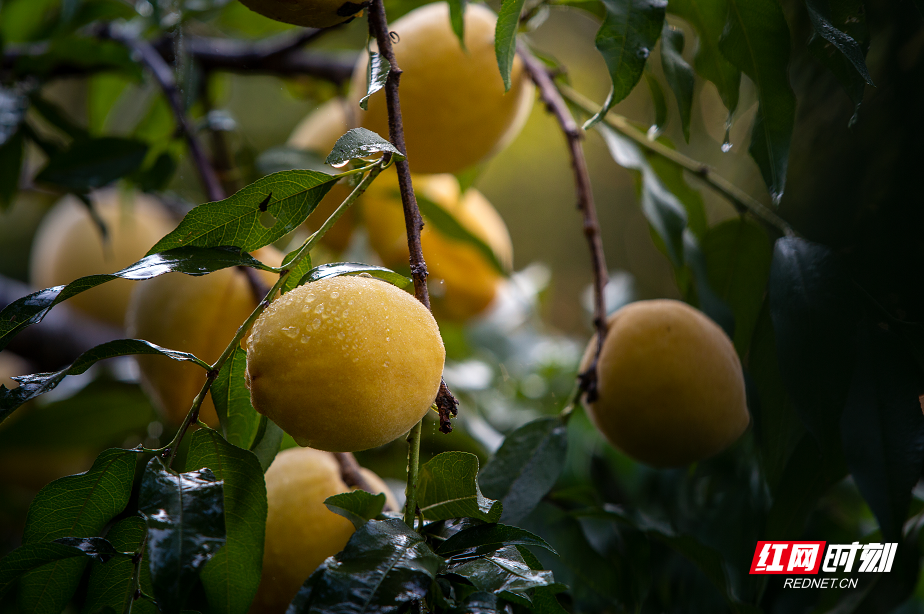 微信截图_20220815092651.png 微信截图_20220815092651.png