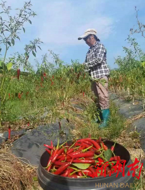 湘东巨变日日新——实施乡村振兴战略的“株洲探索”