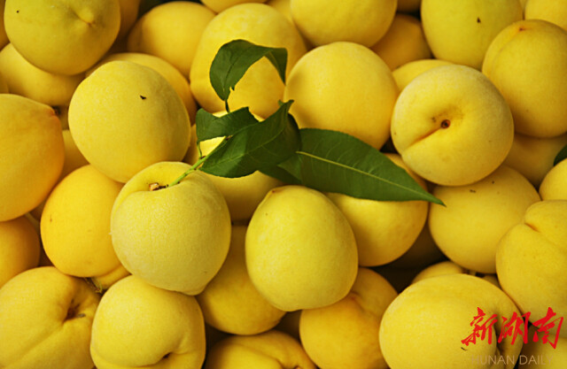 全国商标品牌建设优秀案例公布 我省“炎陵黄桃”等5个案例入选