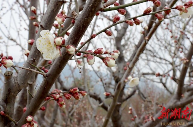 视频|“梅”好时光等您来，炎帝陵景区梅花开了