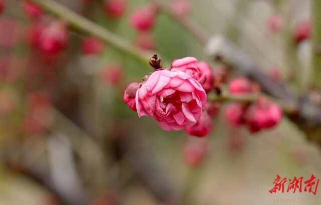 视频|“梅”好时光等您来，炎帝陵景区梅花开了